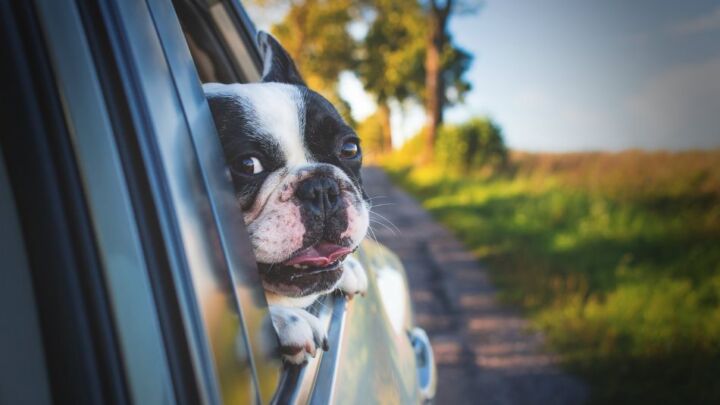 Peut-on voyager avec un animal de compagnie ?