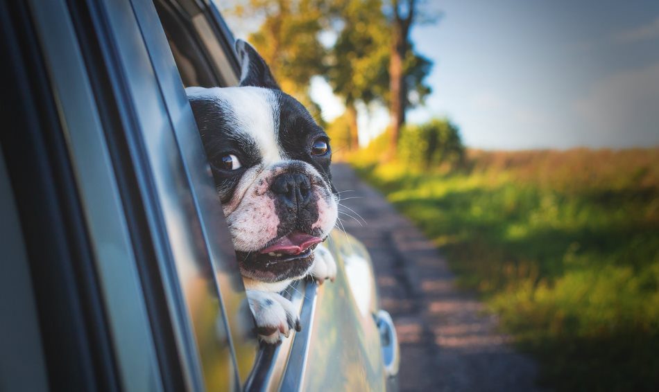 Peut-on voyager avec un animal de compagnie ?