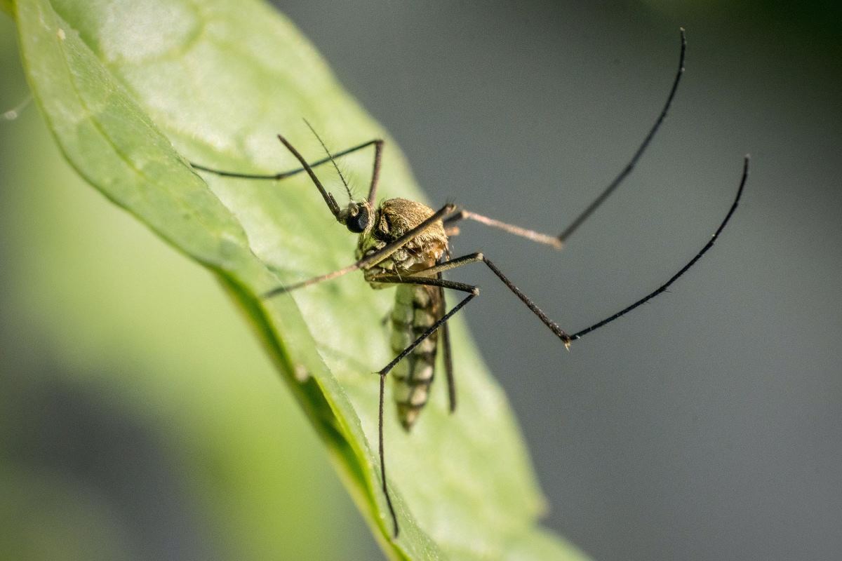 Quel dispositif choisir pour lutter contre les moustiques en voyage ?