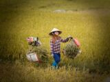 Itinéraire au Vietnam : Que voir en 1 mois ?
