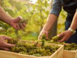 Septembre au cœur des vignes