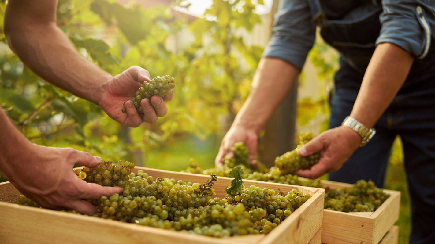Septembre au cœur des vignes  immersion dans la saison des vendanges