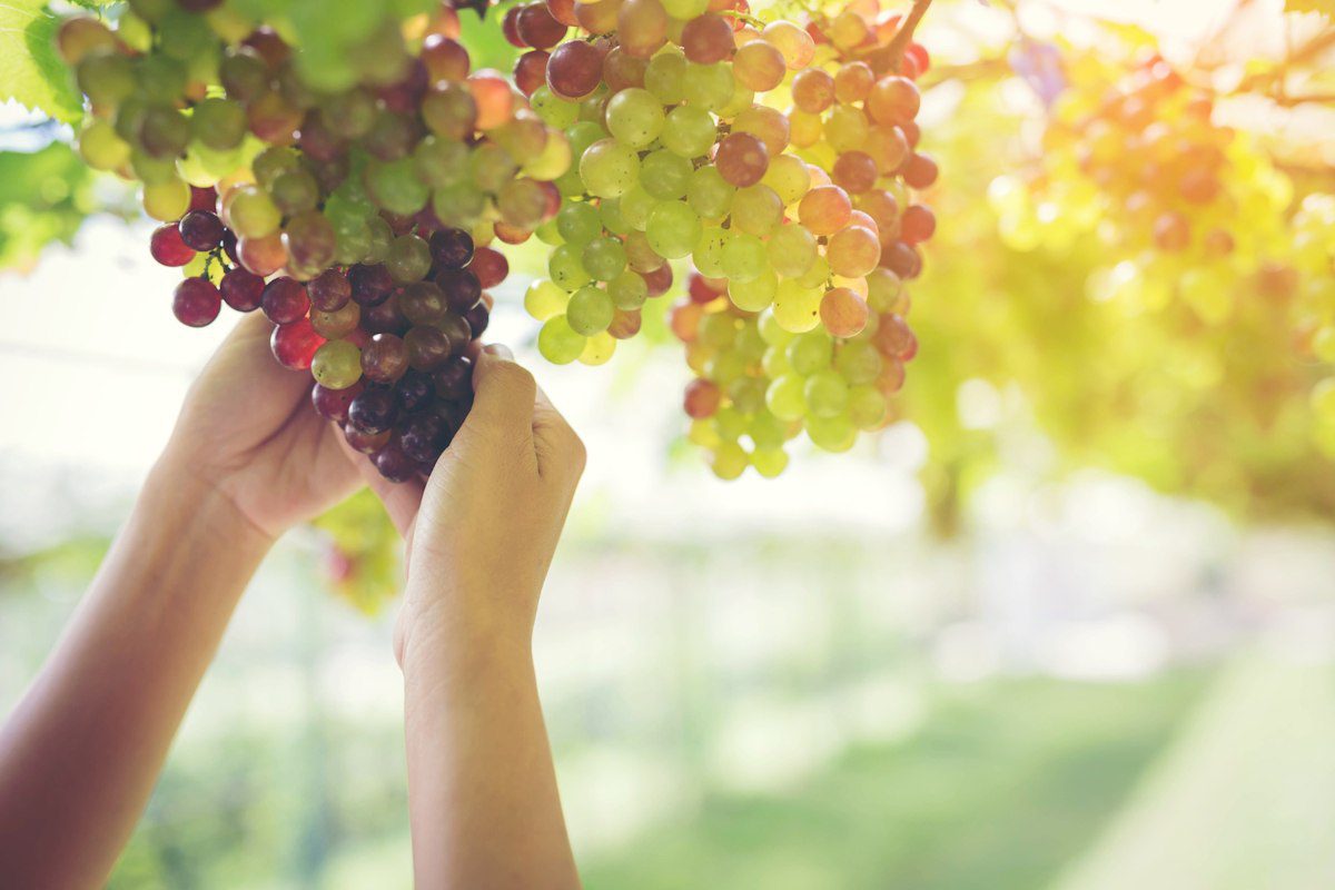 Récolte des raisins, fermier dans le vignoble